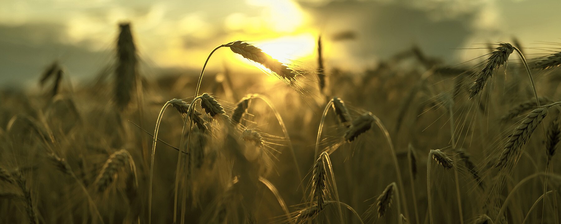 Sustainable Solutions
